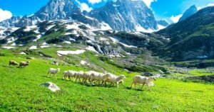 landscape-in-the-mountains-panoramic-view-from-the-top-of-sonmarg-kashmir-valley-in-the-himalayan-region-meadows-alpine-trees-wildflowers-and-snow-on-mountain-in-india-concept-travel-nature-